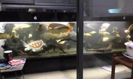 养鱼宠物小姐姐,揭秘水族世界的温馨生活