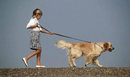 00后小姐姐花式遛狗图,花式互动萌翻网友